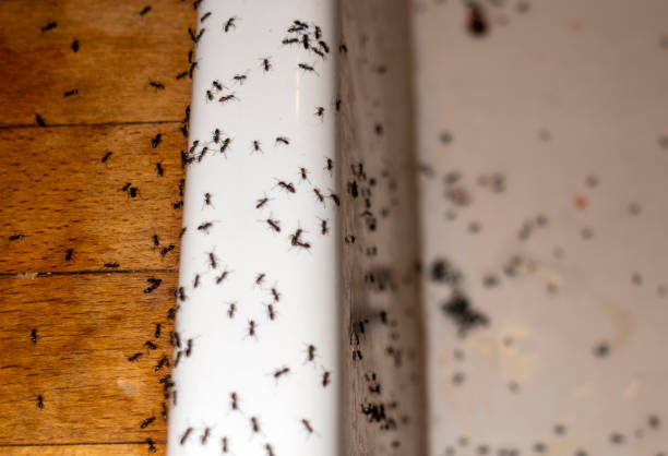 Best Spider Control Near Me  in Braddock Hills, PA