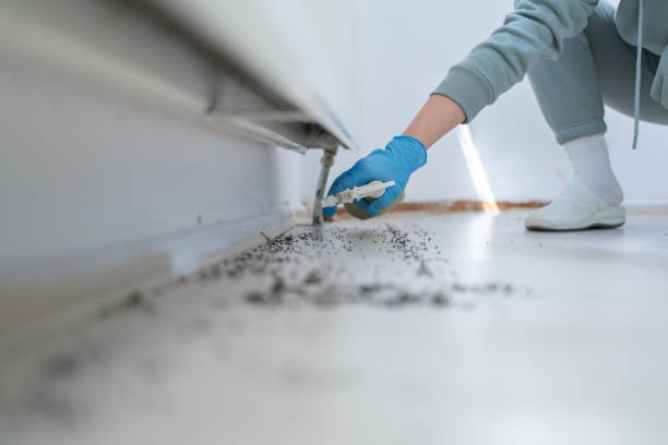 Best Flea Control Services  in Braddock Hills, PA